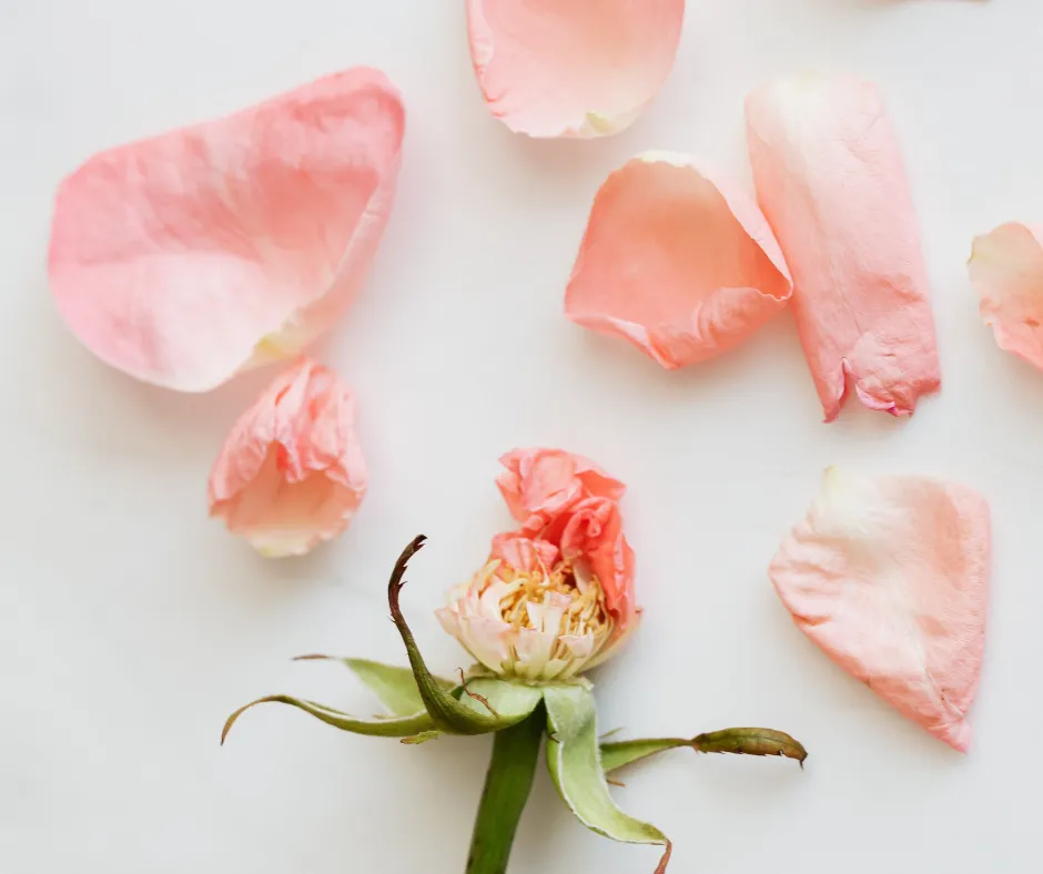 fleur fanée illustre la fin de vie